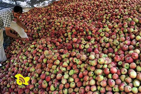 J&K Price Forecast of Apple for the year 2016