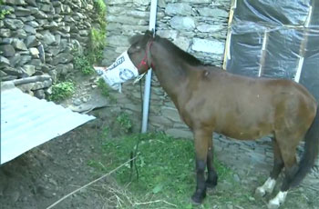A horse ,returned ,Rajouri from Shopian, along ,owner, home quarantine.