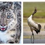 UT Ladakh declared state animal and bird.