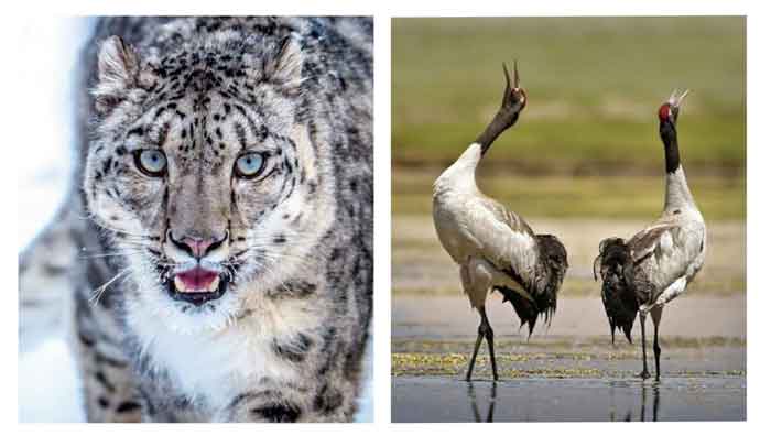 UT-Ladakh-declared-state-animal-and-bird. | Govt Private Jobs updates Jammu,  Kashmir, JKSSB, JKALERTS